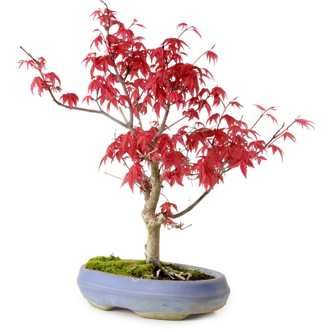Acer palmatum Deshojo, 30 cm, ± 10 años, con un nebari de 3 cm