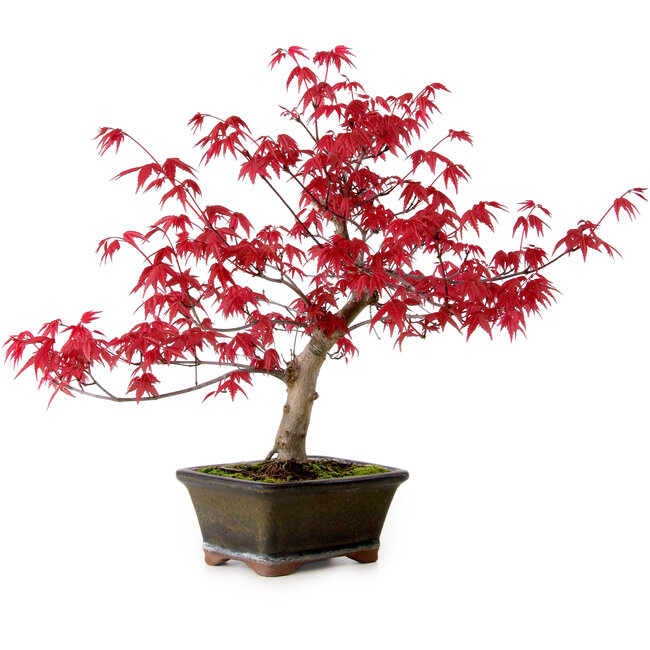 Acer palmatum Deshojo, 30 cm, ± 10 años, con un nebari de 3 cm