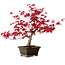 Acer palmatum Deshojo, 30 cm, ± 10 years old, with a nebari of 3 cm
