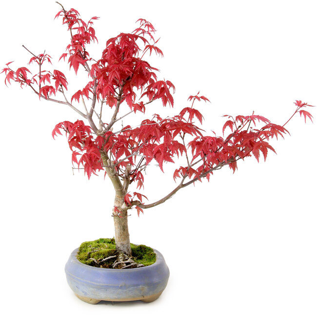 Acer palmatum Deshojo, 30 cm, ± 10 años, con un nebari de 3 cm