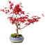 Acer palmatum Deshojo, 30 cm, ± 10 años, con un nebari de 3 cm
