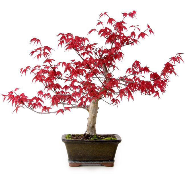 Acer palmatum Deshojo, 30 cm, ± 10 jaar oud, met een nebari van 3 cm