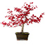 Acer palmatum Deshojo, 30 cm, ca. 10 Jahre alt, mit einem Wurzelhals von 3 cm
