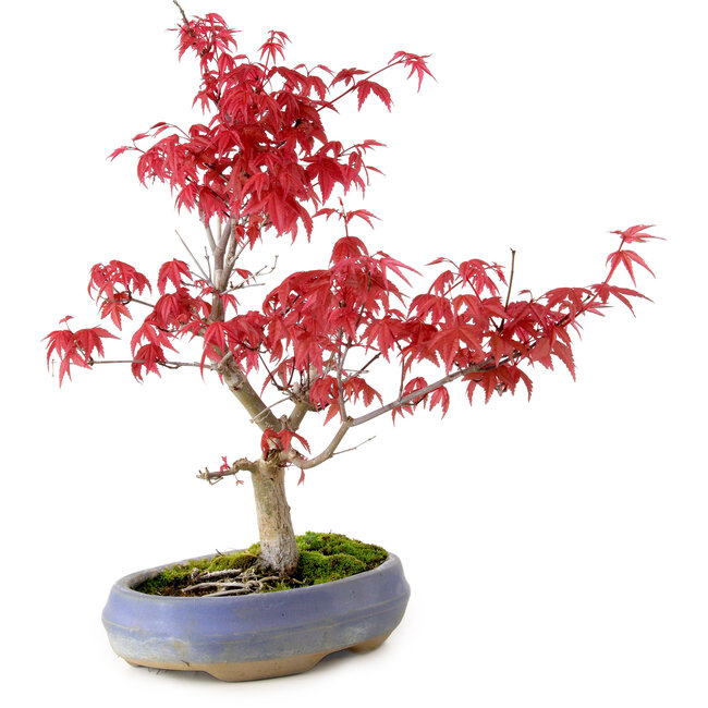 Acer palmatum Deshojo, 30 cm, ± 10 years old, with a nebari of 3 cm