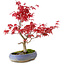 Acer palmatum Deshojo, 30 cm, ± 10 años, con un nebari de 3 cm