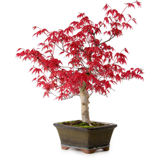 Acer palmatum Deshojo, 30 cm, ± 10 años, con un nebari de 3 cm