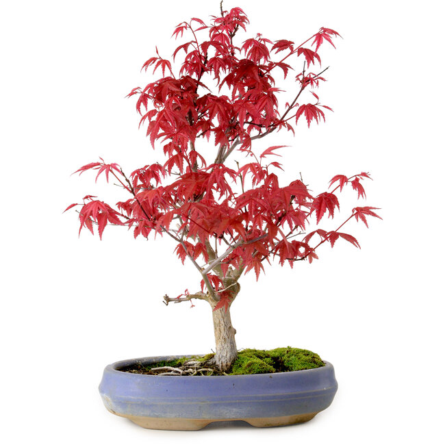 Acer palmatum Deshojo, 30 cm, ± 10 ans, avec un nebari de 3 cm