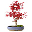 Acer palmatum Deshojo, 30 cm, ± 10 years old, with a nebari of 3 cm