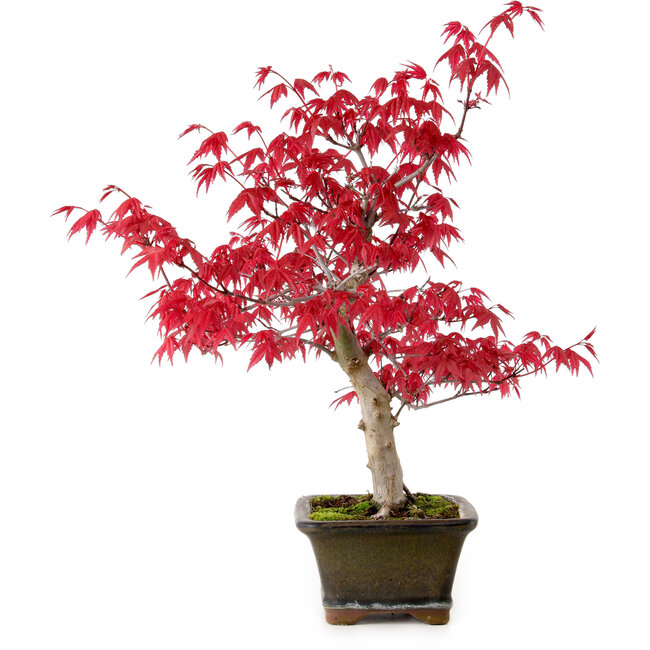 Acer palmatum Deshojo, 30 cm, ± 10 años, con un nebari de 3 cm