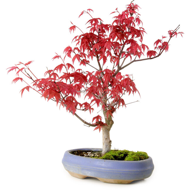Acer palmatum Deshojo, 30 cm, ± 10 years old, with a nebari of 3 cm