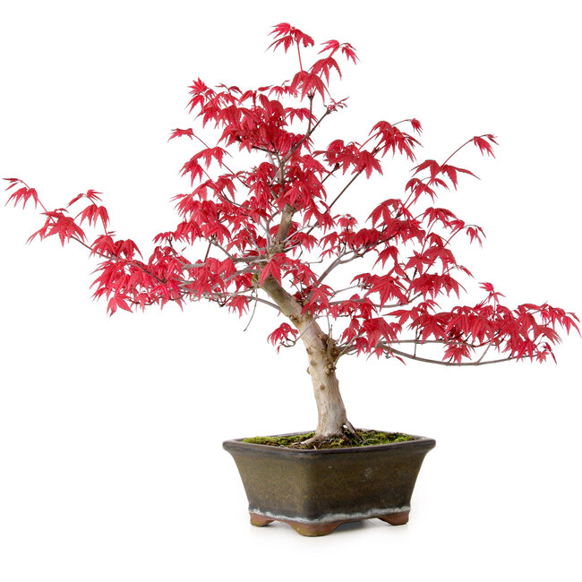 Acer palmatum Deshojo, 30 cm, ± 10 jaar oud, met een nebari van 3 cm