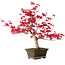 Acer palmatum Deshojo, 30 cm, ± 10 anni, con nebari di 3 cm