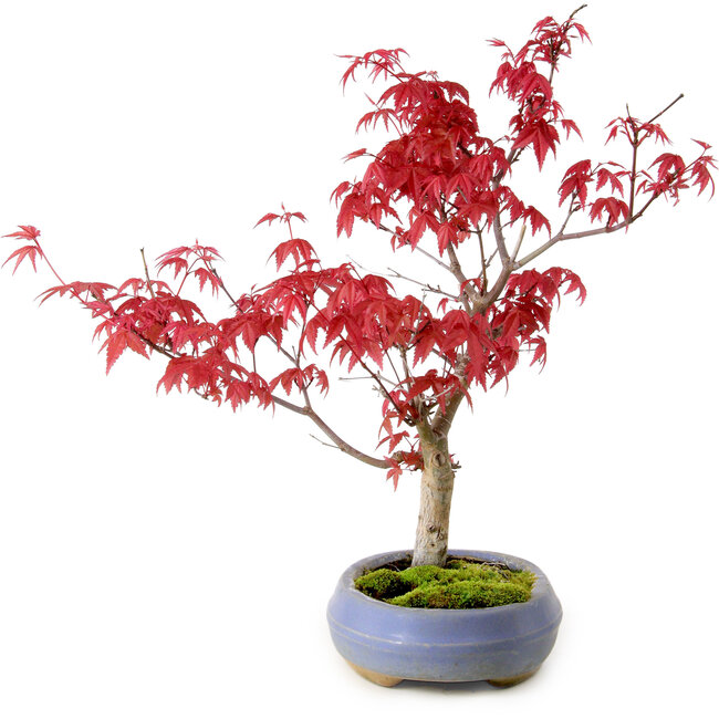 Acer palmatum Deshojo, 30 cm, ± 10 years old, with a nebari of 3 cm