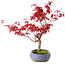Acer palmatum Deshojo, 30 cm, ± 10 years old, with a nebari of 3 cm