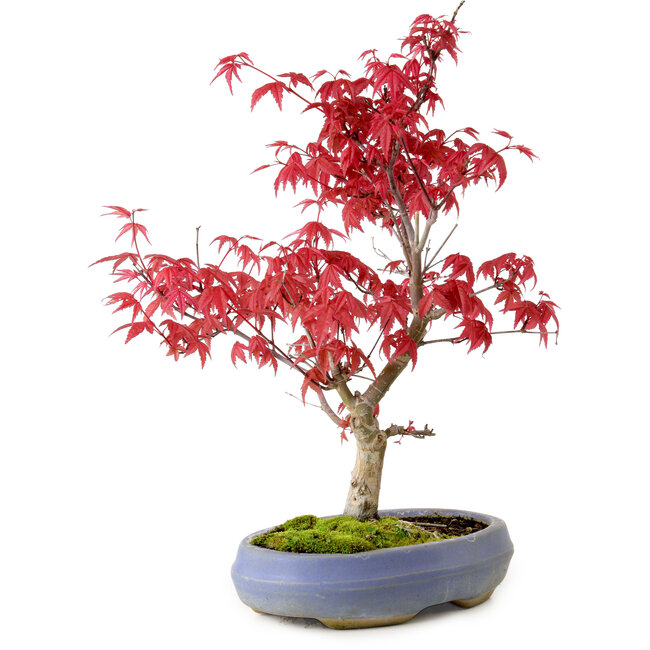 Acer palmatum Deshojo, 30 cm, ± 10 jaar oud, met een nebari van 3 cm