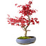 Acer palmatum Deshojo, 30 cm, ± 10 años, con un nebari de 3 cm