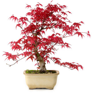 Acer palmatum Deshojo, 30 cm, ± 10 Jahre alt