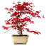 Acer palmatum Deshojo, 30 cm, ± 10 years old, with a nebari of 3 cm