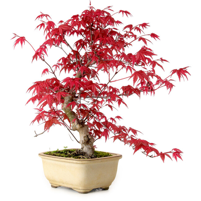 Acer palmatum Deshojo, 30 cm, ± 10 anni, con nebari di 3 cm