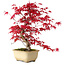 Acer palmatum Deshojo, 30 cm, ca. 10 Jahre alt, mit einem Wurzelhals von 3 cm