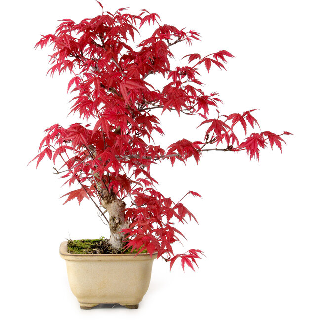 Acer palmatum Deshojo, 30 cm, ± 10 ans, avec un nebari de 3 cm