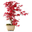 Acer palmatum Deshojo, 30 cm, ± 10 ans, avec un nebari de 3 cm