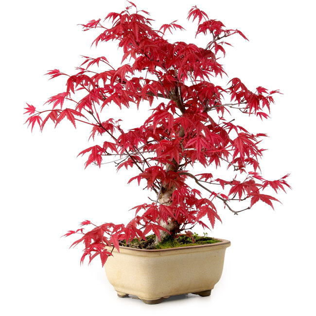 Acer palmatum Deshojo, 30 cm, ca. 10 Jahre alt, mit einem Wurzelhals von 3 cm