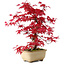 Acer palmatum Deshojo, 30 cm, ± 10 años, con un nebari de 3 cm
