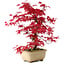 Acer palmatum Deshojo, 30 cm, ± 10 ans, avec un nebari de 3 cm