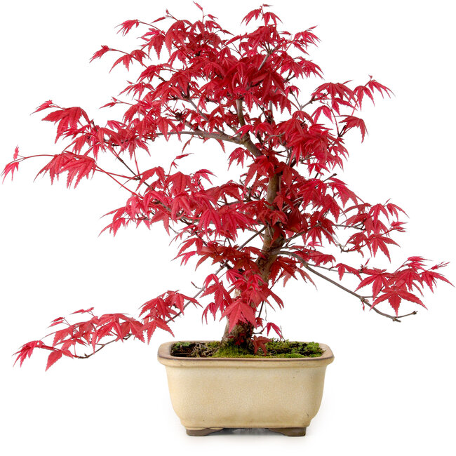 Acer palmatum Deshojo, 30 cm, ca. 10 Jahre alt, mit einem Wurzelhals von 3 cm