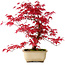 Acer palmatum Deshojo, 30 cm, ± 10 years old, with a nebari of 3 cm