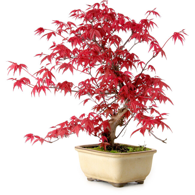 Acer palmatum Deshojo, 30 cm, ± 10 anni, con nebari di 3 cm