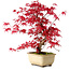 Acer palmatum Deshojo, 30 cm, ± 10 years old, with a nebari of 3 cm