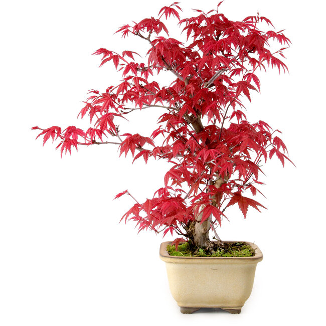 Acer palmatum Deshojo, 30 cm, ± 10 años, con un nebari de 3 cm