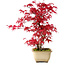 Acer palmatum Deshojo, 30 cm, ± 10 años, con un nebari de 3 cm