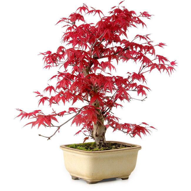 Acer palmatum Deshojo, 30 cm, ± 10 years old, with a nebari of 3 cm