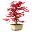 Acer palmatum Deshojo, 30 cm, ± 10 years old, with a nebari of 3 cm
