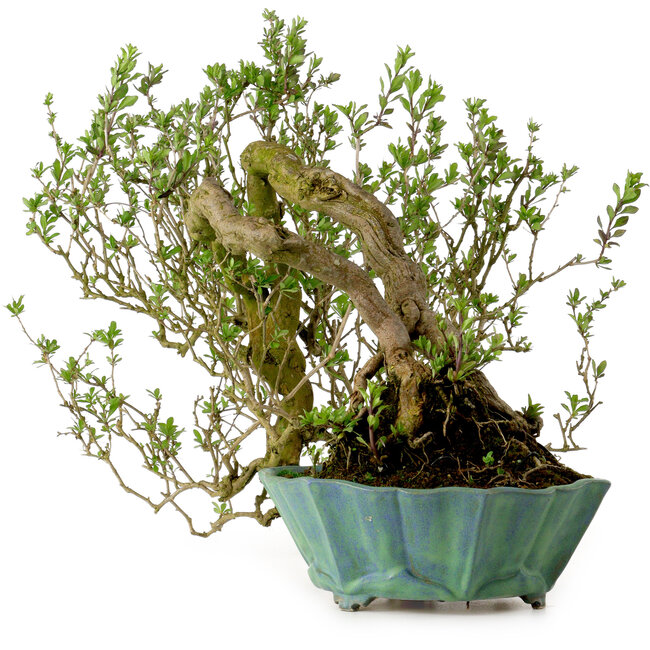 Lysium chinensis, 37 cm, ca. 25 Jahre alt, mit einem Nebari von 15 cm