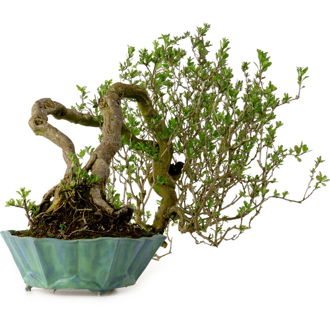 Lysium chinensis, 37 cm, ca. 25 Jahre alt, mit einem Nebari von 15 cm