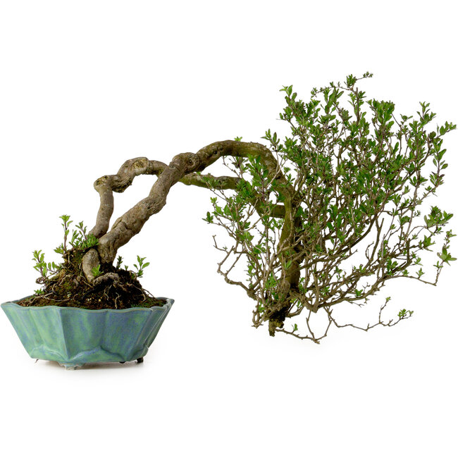 Lysium chinensis, 37 cm, ca. 25 Jahre alt, mit einem Nebari von 15 cm