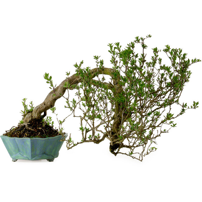 Lysium chinensis, 37 cm, ca. 25 Jahre alt, mit einem Nebari von 15 cm