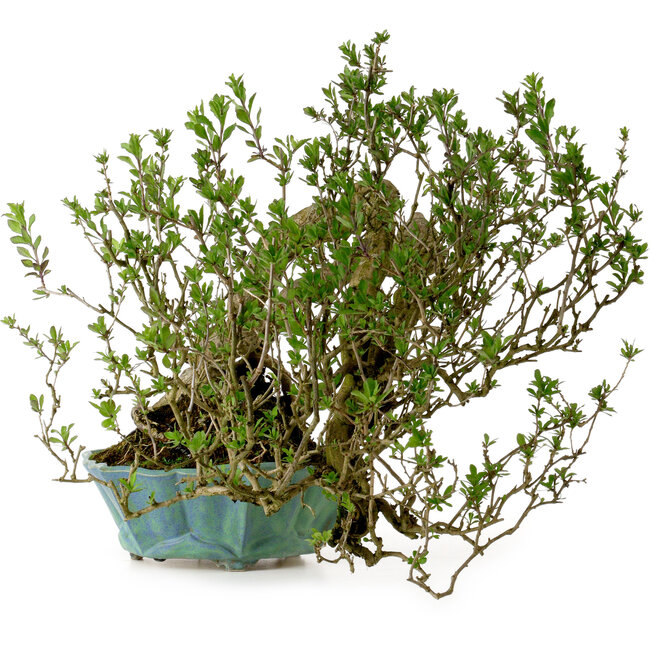 Lysium chinensis, 37 cm, ca. 25 Jahre alt, mit einem Nebari von 15 cm