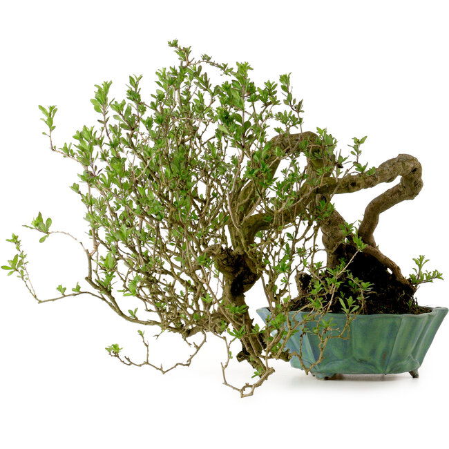 Lysium chinensis, 37 cm, ca. 25 Jahre alt, mit einem Nebari von 15 cm