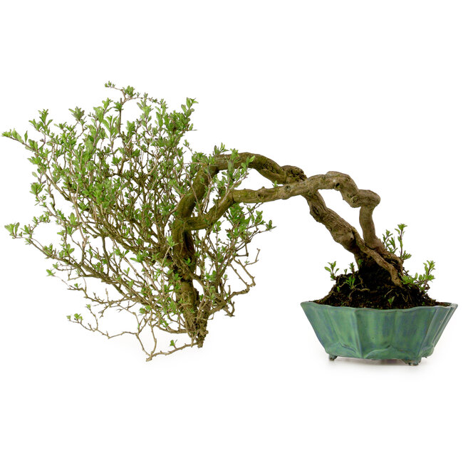 Lysium chinensis, 37 cm, ca. 25 Jahre alt, mit einem Nebari von 15 cm