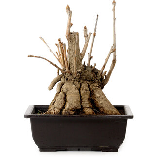 Ginkgo Biloba, 18 cm, ± 12 años