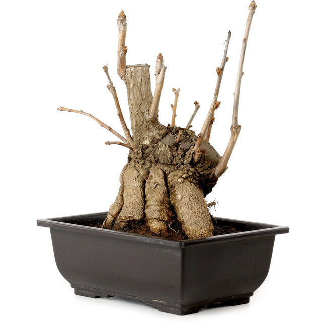 Ginkgo Biloba, 18 cm, ± 12 anni, con nebari di 13 cm