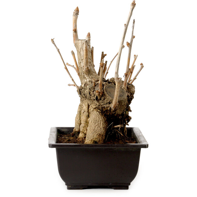 Ginkgo Biloba, 18 cm, ± 12 años, con un nebari de 13 cm