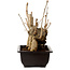 Ginkgo Biloba, 18 cm, ± 12 ans, avec un nebari de 13 cm
