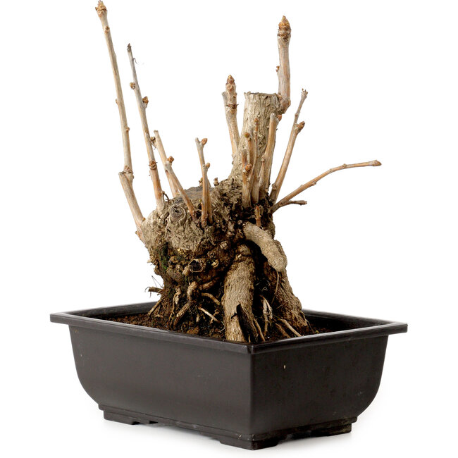 Ginkgo Biloba, 18 cm, ± 12 jaar oud, met een nebari van 13 cm.