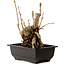 Ginkgo Biloba, 18 cm, ± 12 años, con un nebari de 13 cm